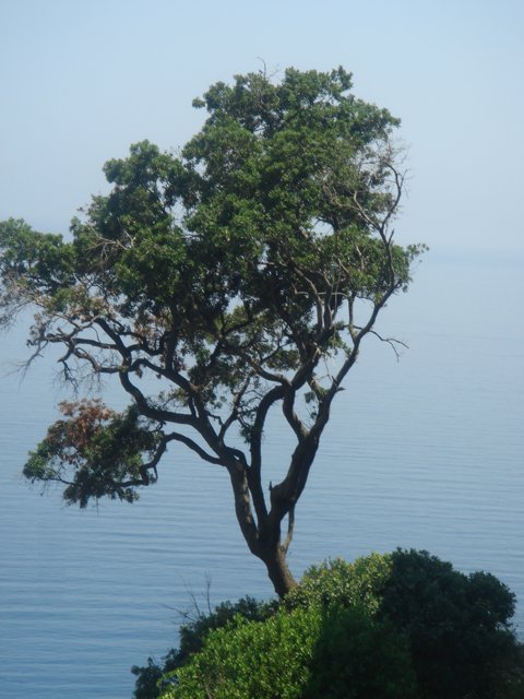 Афонское дерево