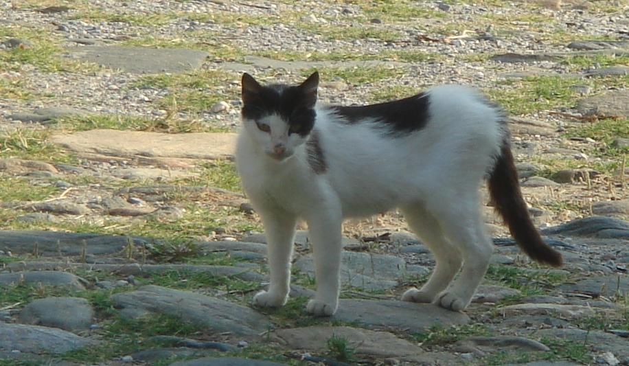 Кошка