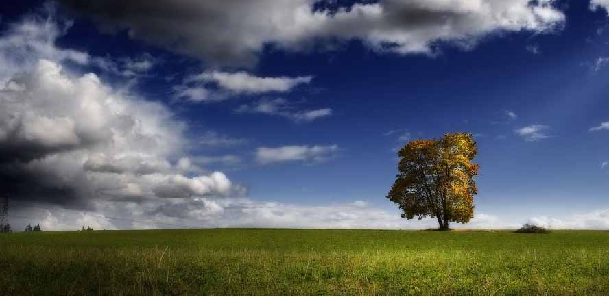 Одинокое дерево - Рассказ «Гиезиево проклятие» иерея Александра Дьяченко