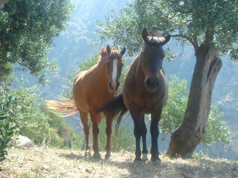 Два добрых мула в скиту Святой Анны (Агиа Анна скити) на Святой Горе Афон (Агион Орос) в Греции (Элада)