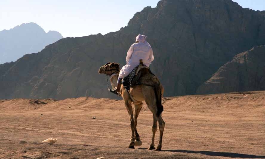 Бедуин живет в Египте, верблюд его друг