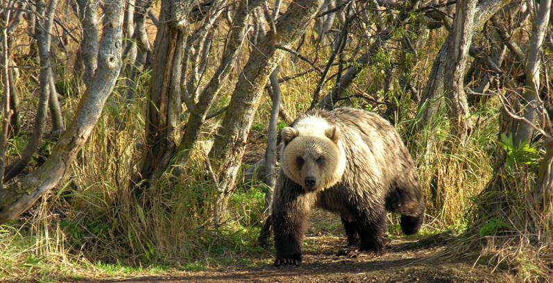 Камчатский бурый медведь. У реки Озерной. Фото В.А.Злотникова