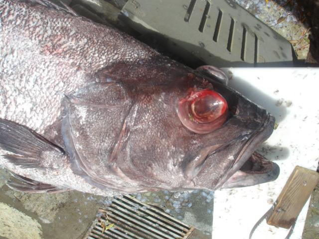 Хищная рыба средиземноморья Рафос (около 1 метра длиной)