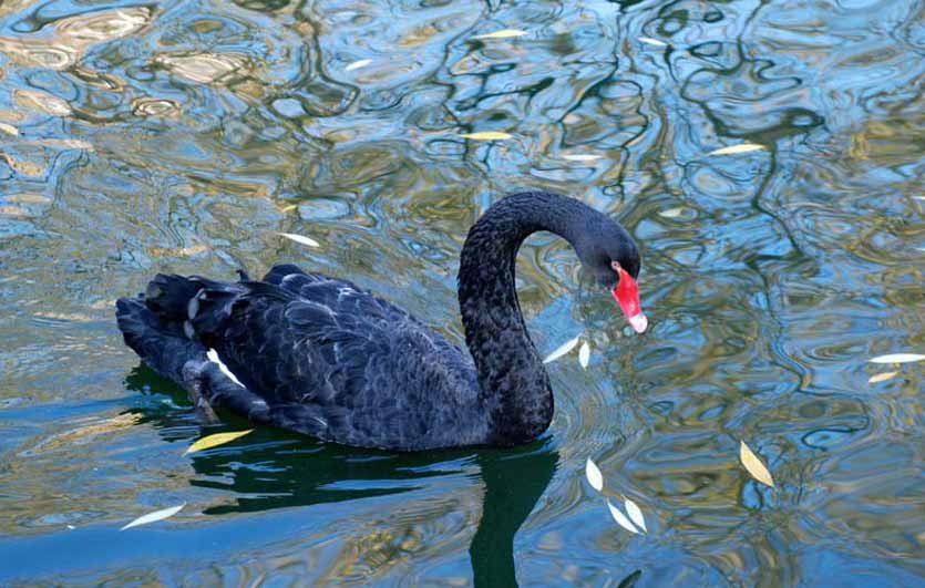 Черный лебедь, Black Swan (лат. Cygnus atratus) - птицы отряда гусеобразных семейства утиных, из рода лебедей