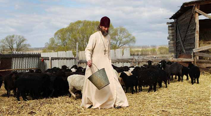 священник-пастырь с овцами
